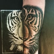 小臂写实虎首纹身图案